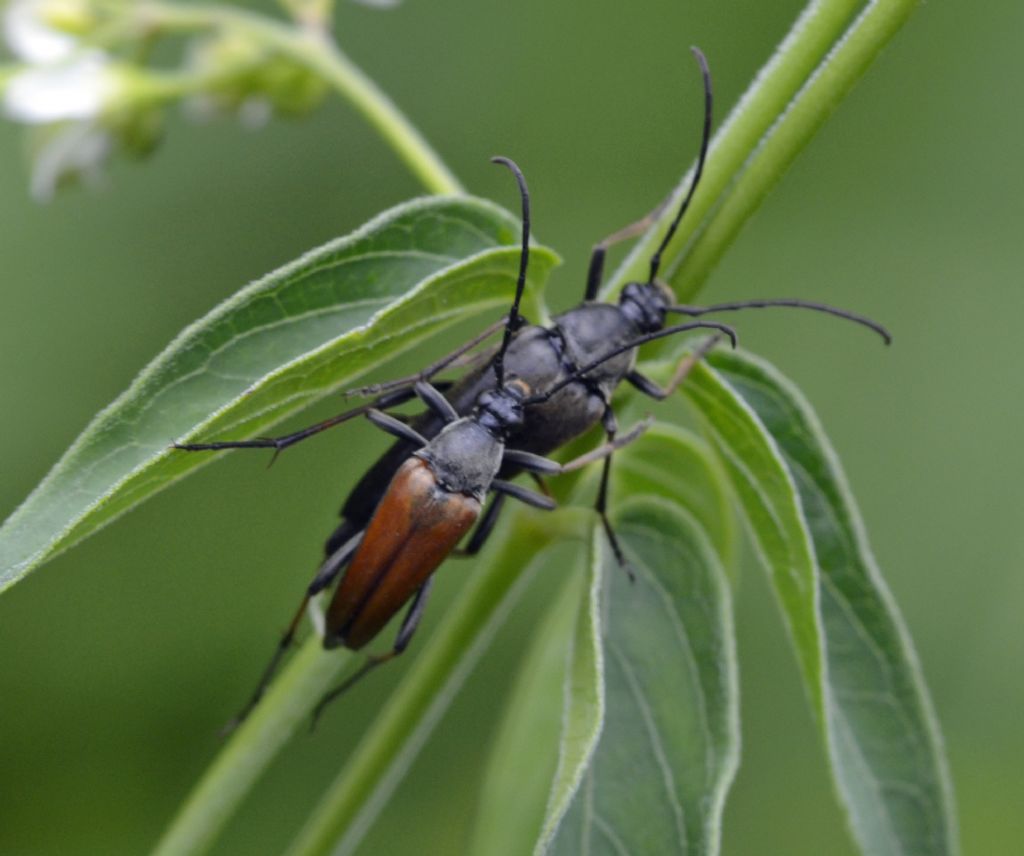 Pedostrangalia (Etorofus) pubescens